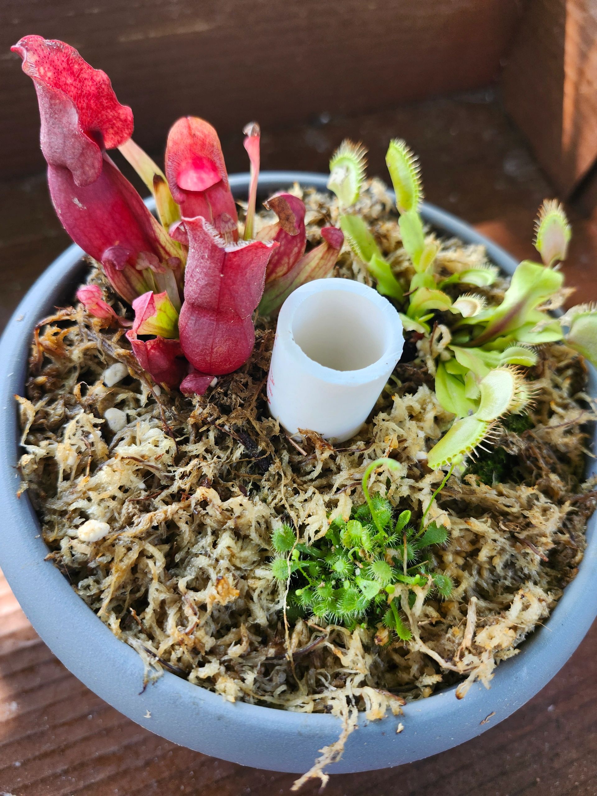 Create Your Own Carnivorous Bog Garden - Copperwing Distillery