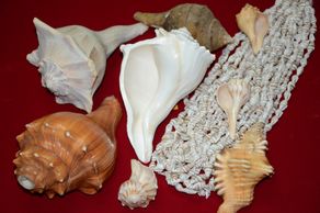 sea shells/chank/shang/shank/dakshinavathi shank/valampuri shang