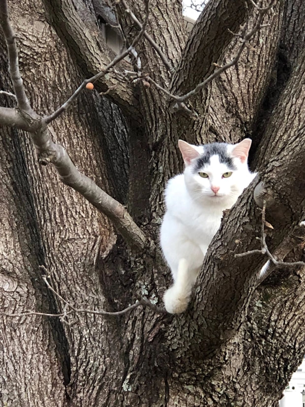 Feral cat with left ear tipped. 