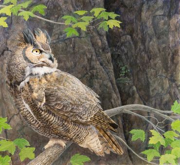 great horned owl ,grand duc
resident chez chouette à voir