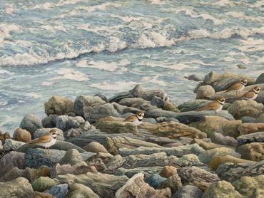 palmated plovers  - strenth in numbers
les pluviers palmetés - la force en nombres