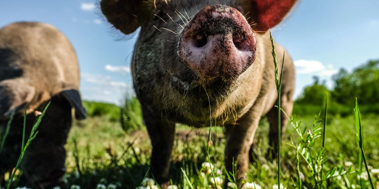Heavenly Portion Family Farm hog close up