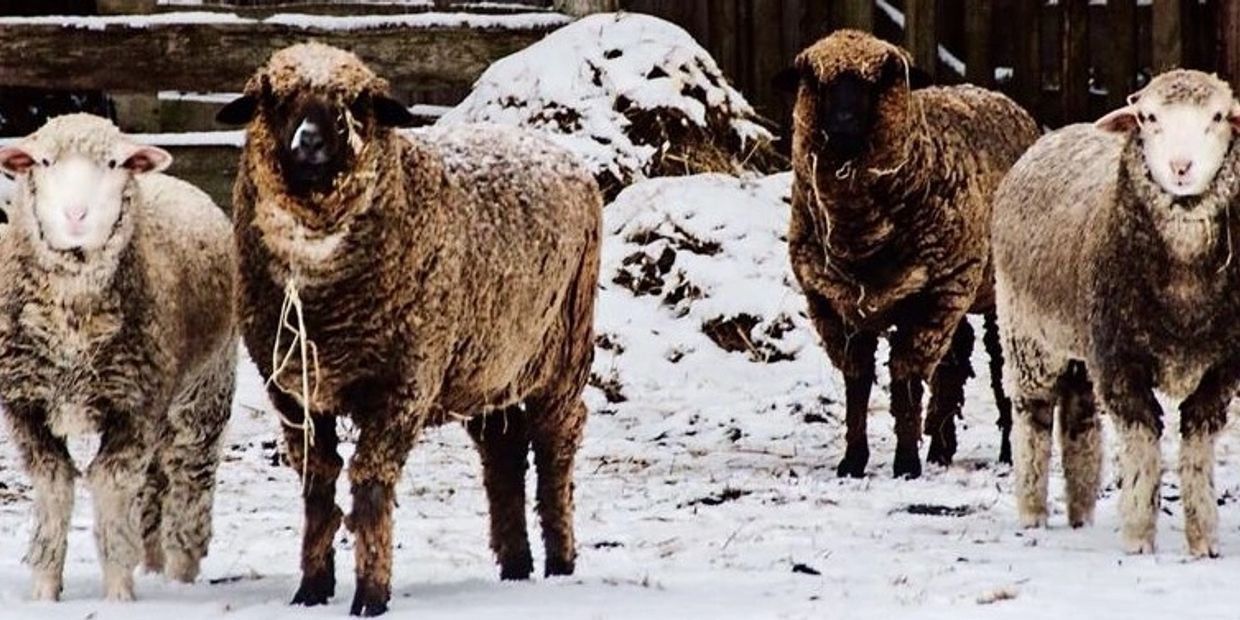 Waterside Weaver's Roanoke Island sheep flock