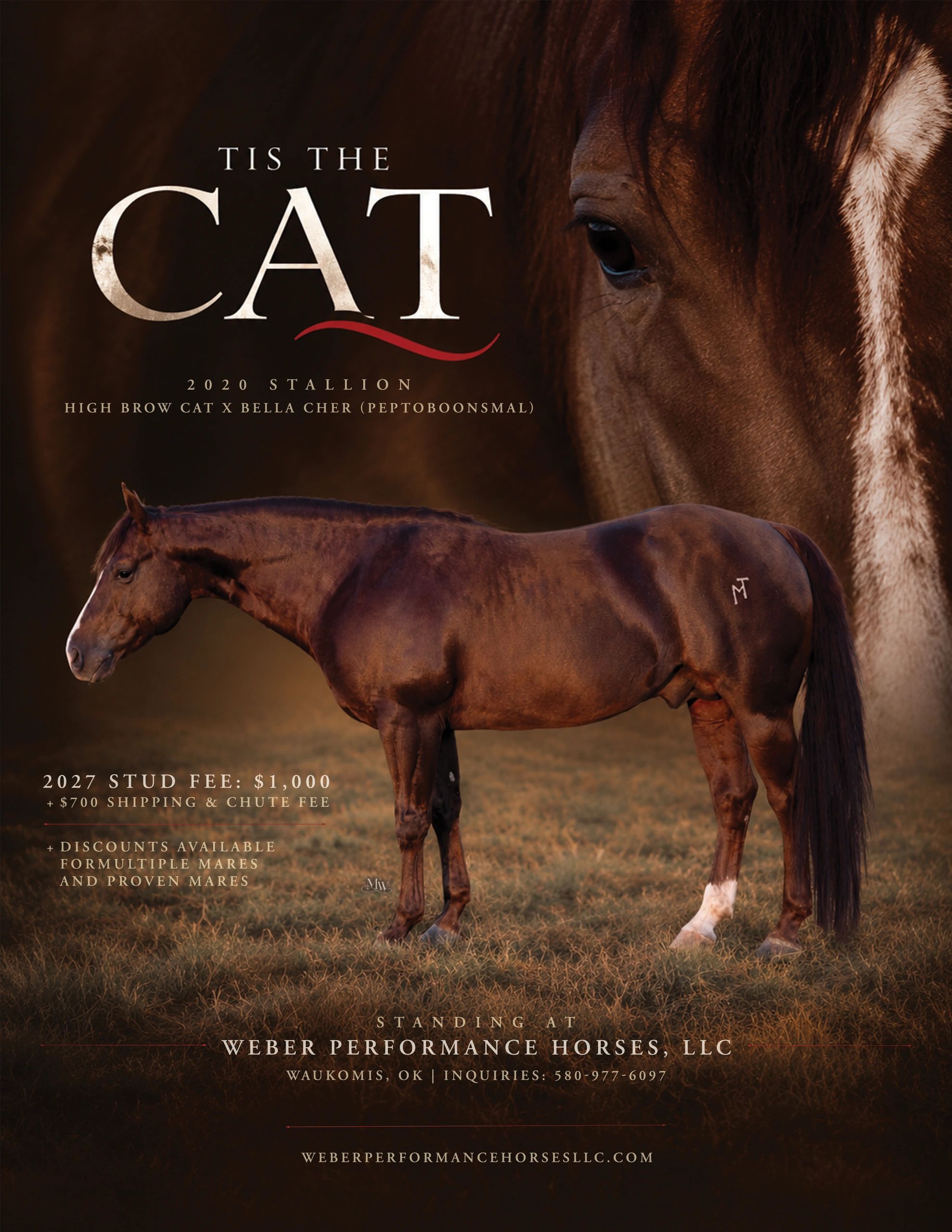 Advertisement for the stallion 'Tis The Cat' with stud fee details.