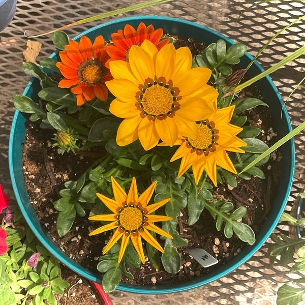 Flower pot full of Gazanias