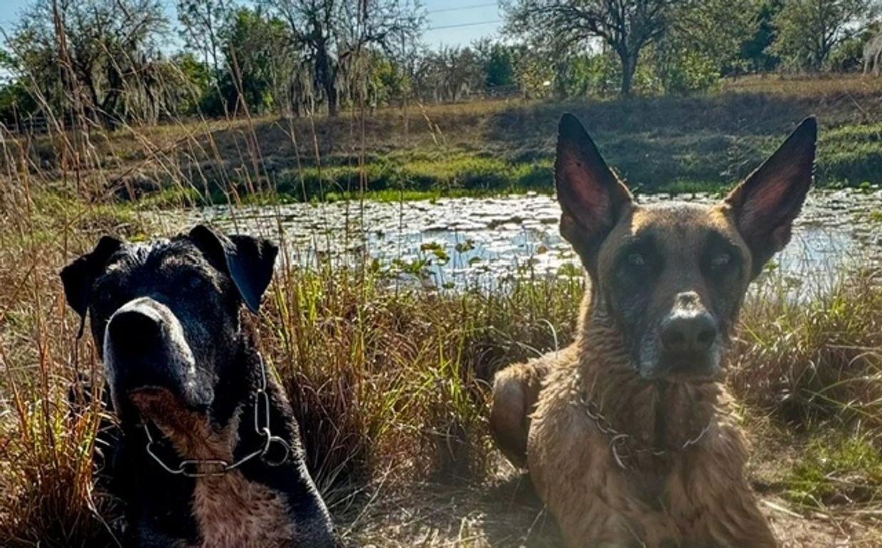 Two dogs sitting by a pond in a natural outdoor setting.