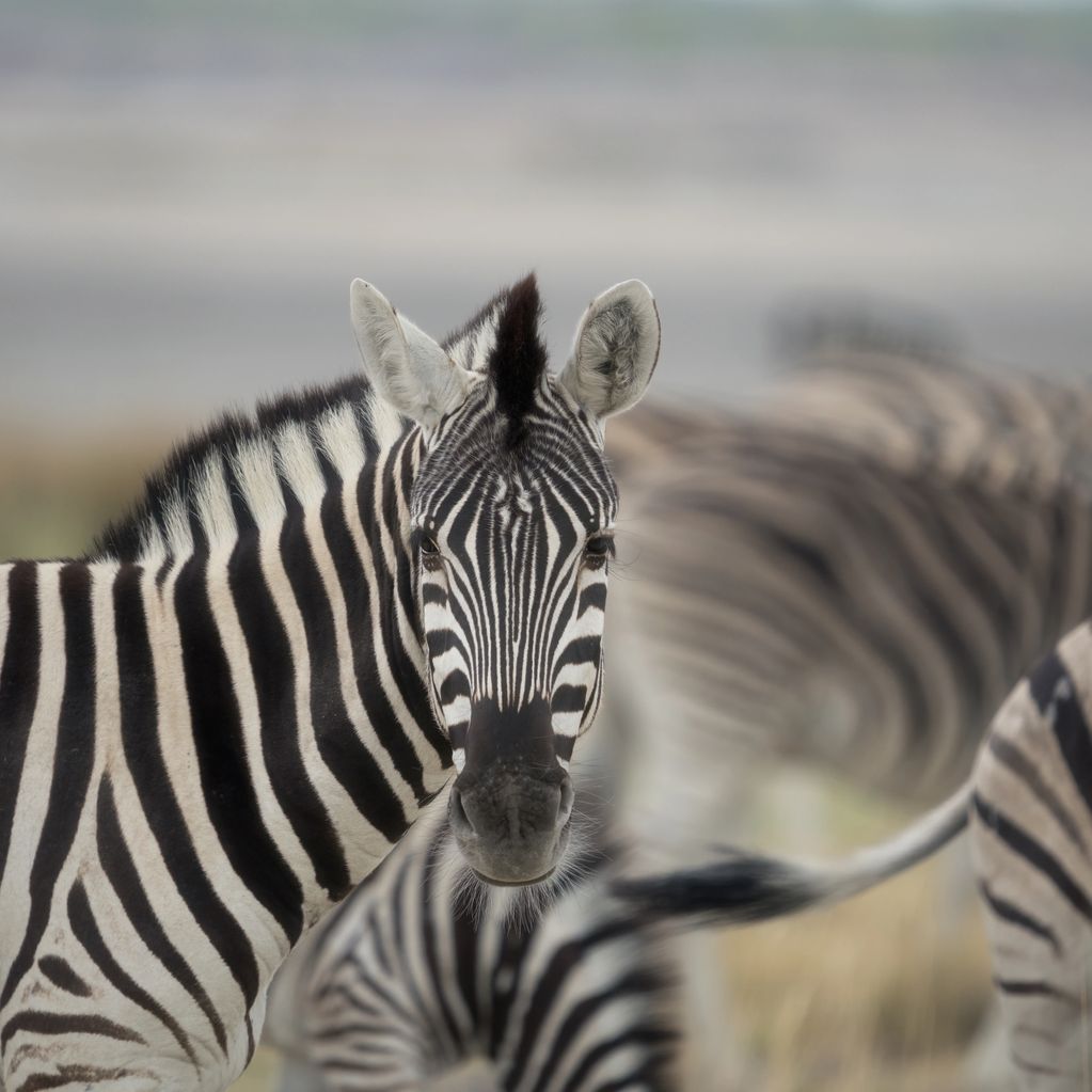 Zebra stands out from the herd