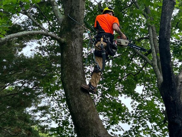 Expert climber safely removing a tree by rigging it down.