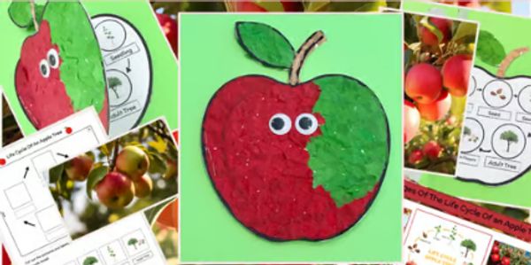 Apple Life Cycle Craft