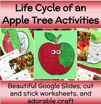 Life Cycle of an Apple Tree Activities