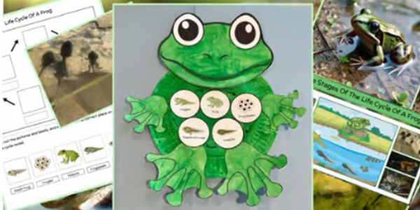 Frog life Cycle Craft
