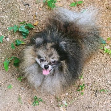 Willie is a stunning blue merle with the most abundant coat of hair, beautiful face and high ear set