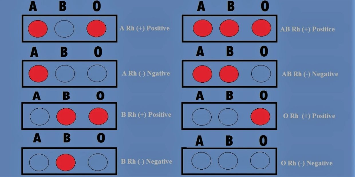 Difference Between O Positive and O Negative