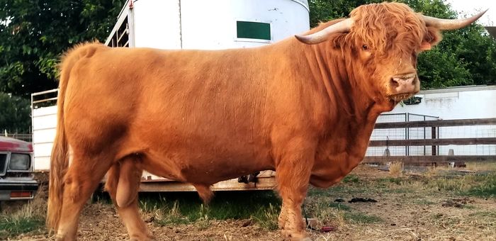 Our Scottish Highland bull, Hoss!