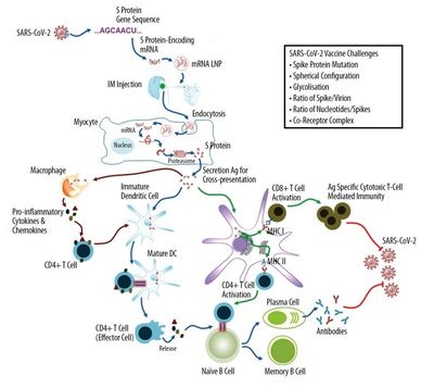SARS-CoV-2 Vaccine Challenges