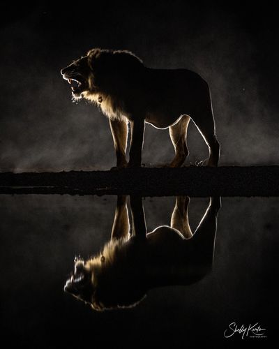 A roaring lion silhouetted against the night with its reflection in water.
