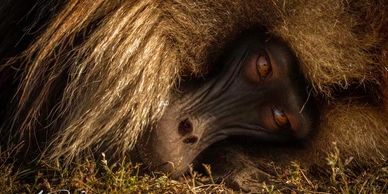 Close-up of a baboon lying on the ground with expressive eyes.