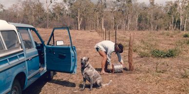 Fencing our block in Nome with our blue heeler Max.