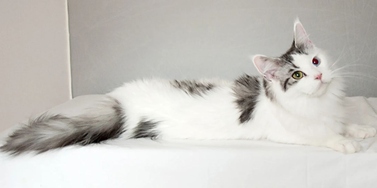 Maine Coon cat lounging in a sunlit window