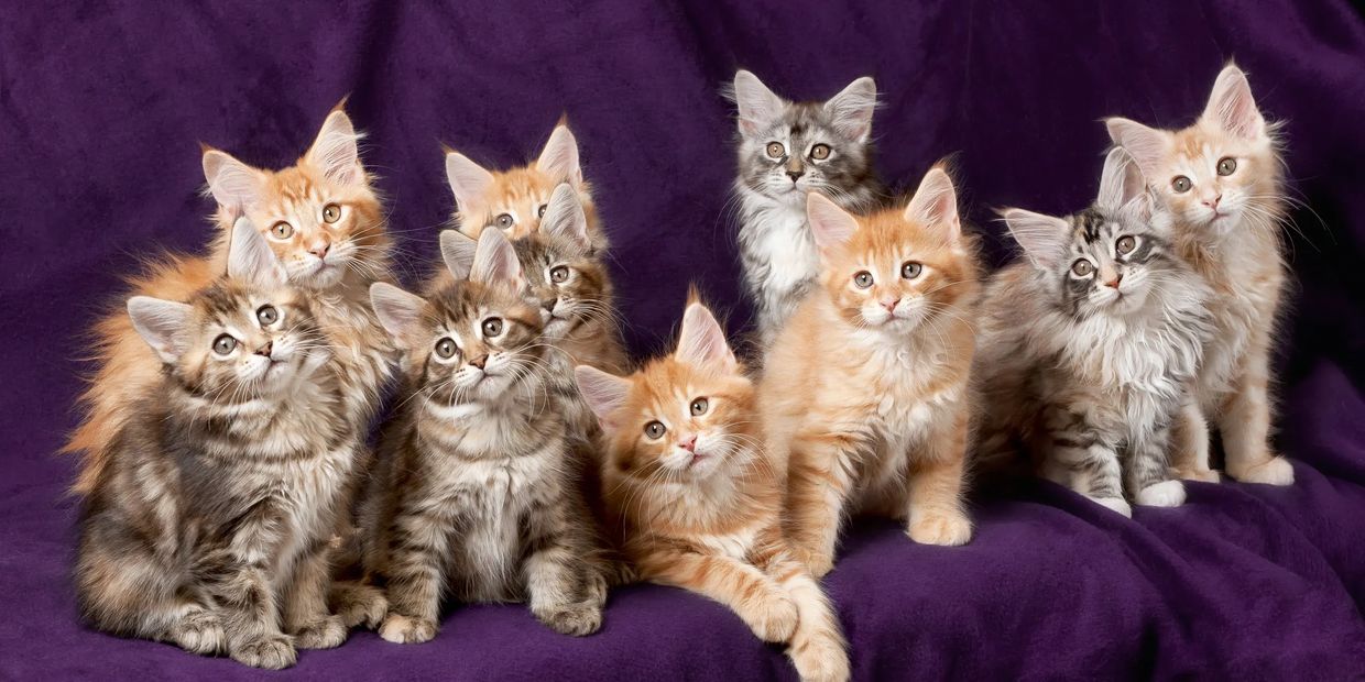 Beautiful Maine Coon kittens with tufted ears and bushy tail