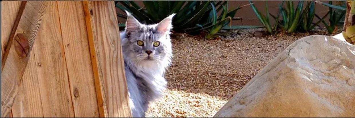 Maine Coon cats