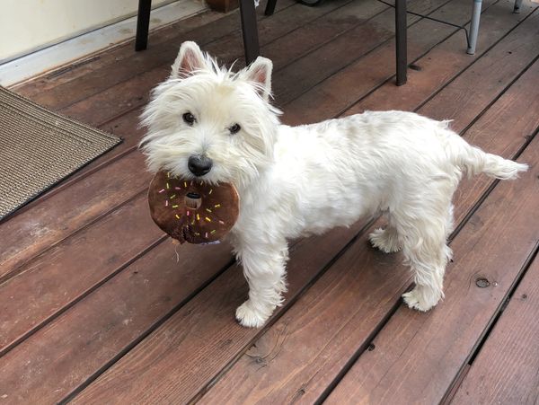 A dog with a cookie in its mouth