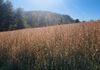 image11