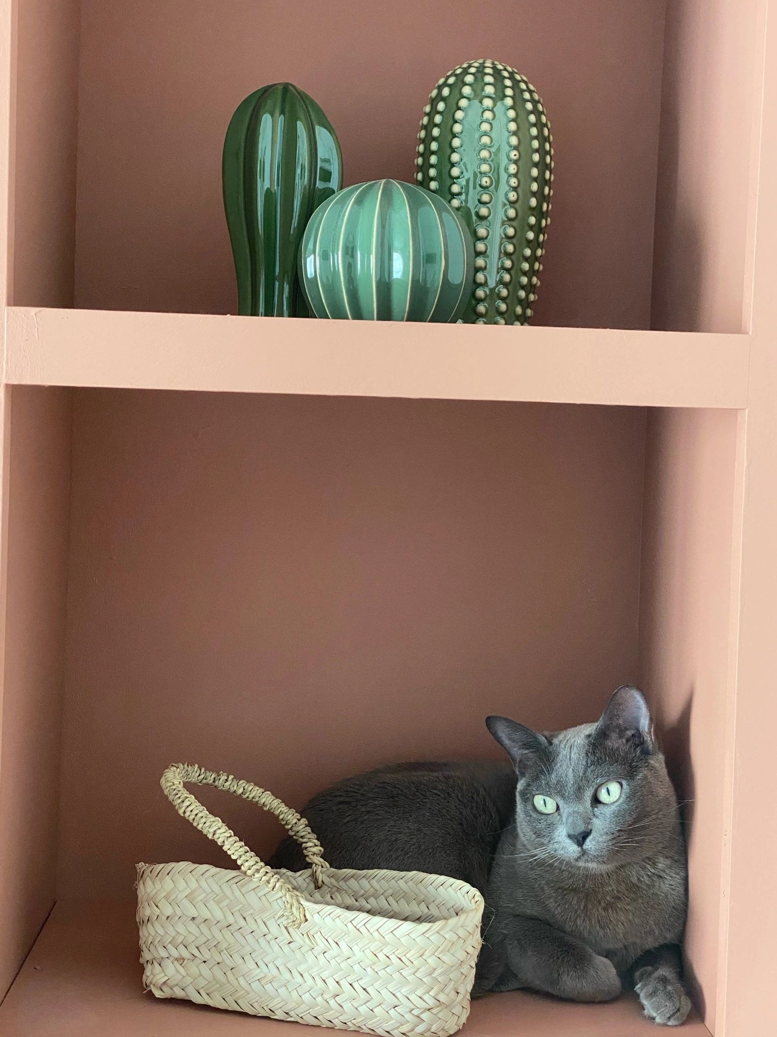 Gray cat resting next to a woven basket in a pink cubby shelf with decorative green cacti.