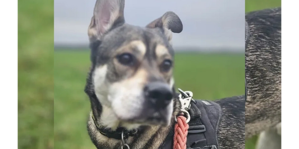 This is Max one of our dogs we walk each week.  Such a gentle pooch.  He enjoys his walks!