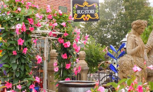 Bugstore st louis 