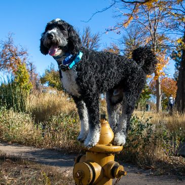 Binh An on a fire hydrant.