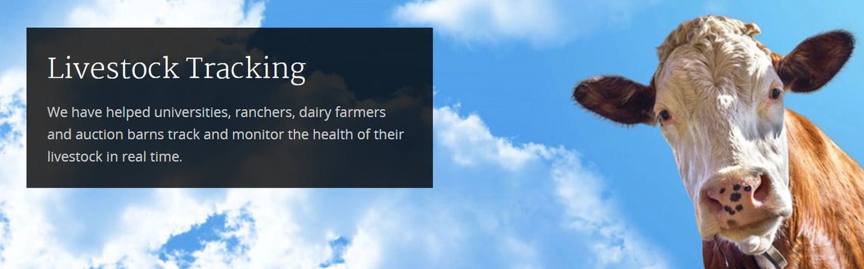 monitor the health of livestock in real time