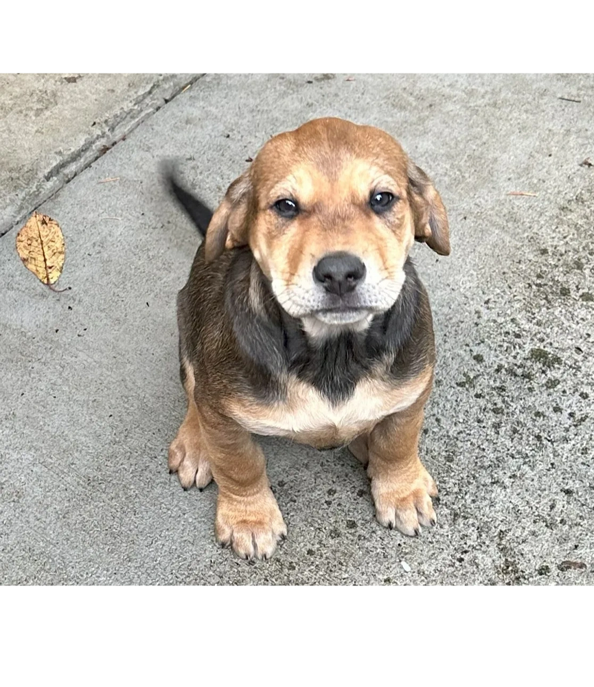 Adorable brown and black puppy sitting on a concrete surface, looking curiously at the camera.