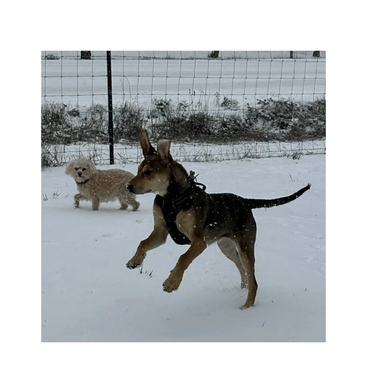 Two dogs playing in the snow near a wire fence.