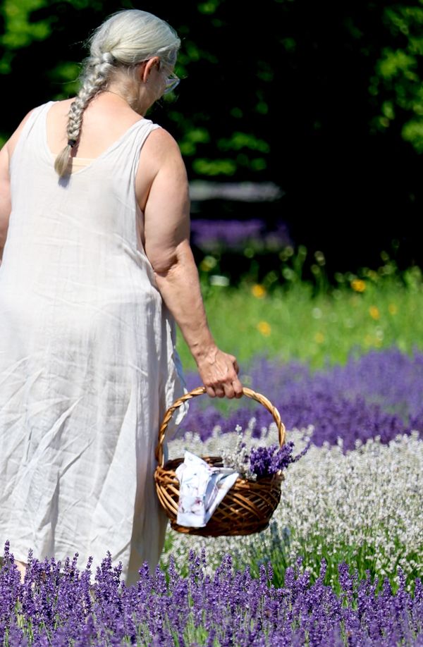 Picking Lavender