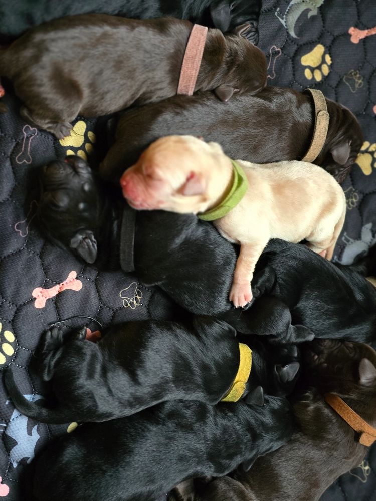 Feb 11th 2026 litter