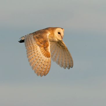 A barn owl in flight, a common schedule 1 bird