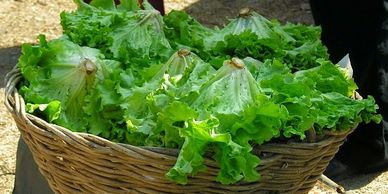 MARY RANDOLPH'S WAY TO DRESS SALAD