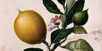 Painting of lemons