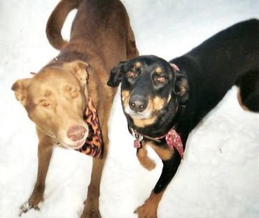 Heinz & Tigger enjoying the snow. 