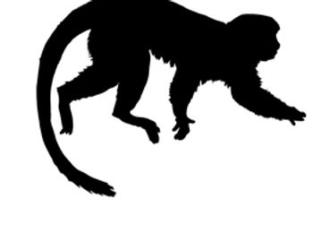Silhouette of a monkey walking.