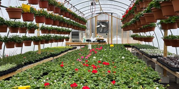 Inside a greenhouse filled with potted plants and vibrant flowers.