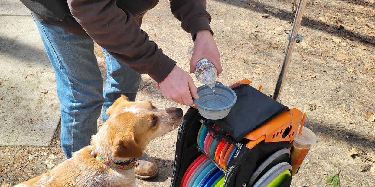 Scott, the owner, pouring some water for one of his dogs.