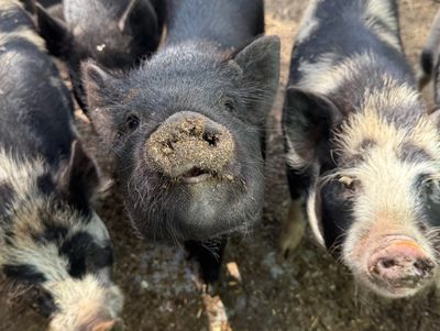 Piggies!!!