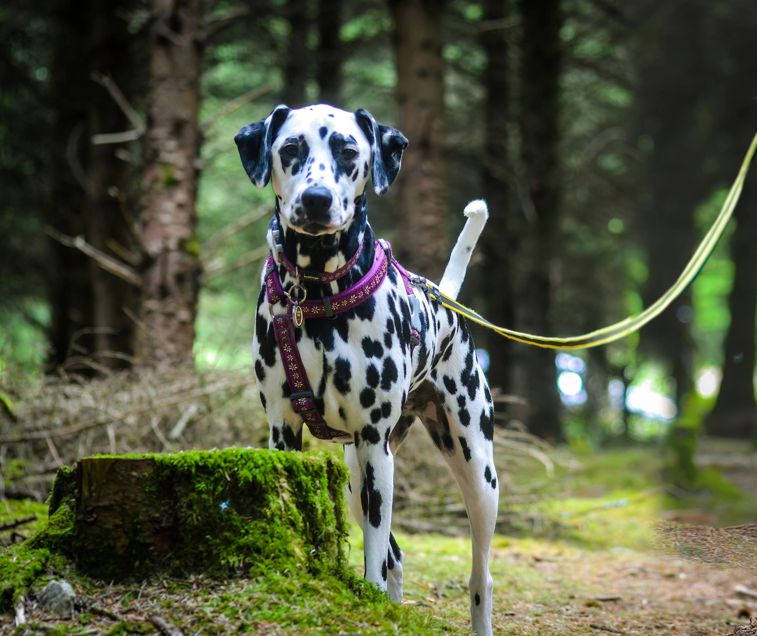 Scent Detection And Mantrailing K9 Detect And Find Ireland scent-detection-and-mantrailing-k9-detect-and-find-ireland