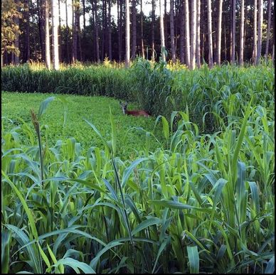 A deer camouflaged in a green field near tall trees.