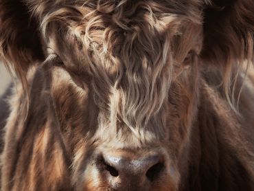 Close-up of a brown furry cow's face.