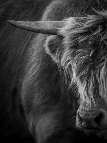 Black and white close-up of a horned animal's face.