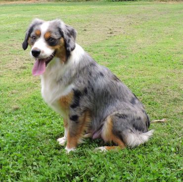 Cedar Valley Ranch - Miniature American Shepherd and Mini Australian ...