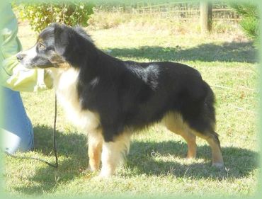 Cedar Valley Ranch - Miniature American Shepherd and Mini Australian ...